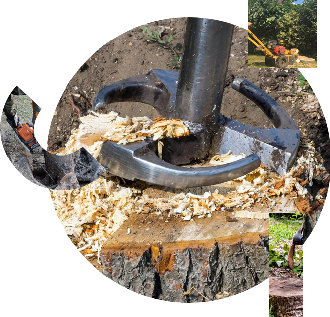 Tree Stump Removal Services in Olympia, WA | Eagle Landscaping Services